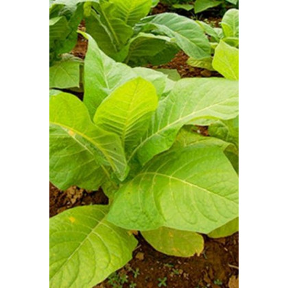 Tabak Burley - Nicotiana tabacum - semená tabaku - semiačka - 20 ks