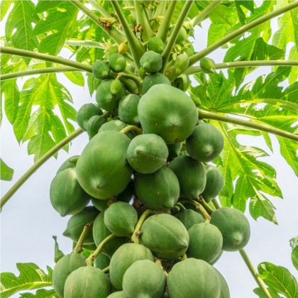 Papája červená - Carica papaya - semená papáje - 5 ks