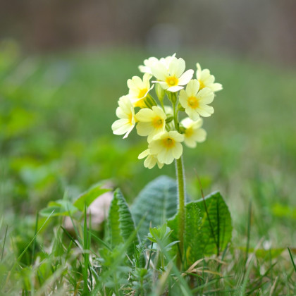 Prvosienka veľkokvetá Oxlip - Primula elatior - semená prvosienky - 20 ks