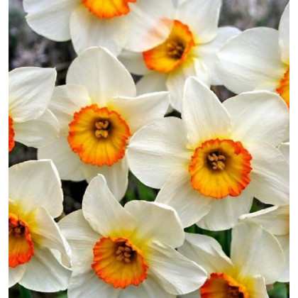 Narcis Flower Record - predaj cibuliek tulipánov - 3 ks