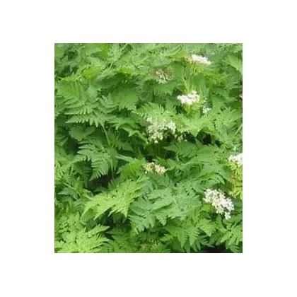 BIO Trebuľka siata - Anthriscus erefolium - semiačka - 0,8 g