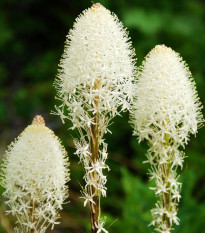 Medvedia tráva - Xerophyllum tenax - predaj semien - 15 ks