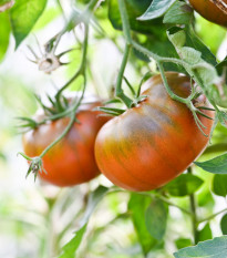 Paradajka Brandywine čierne - Solanum lycopersicum - Predaj semien rajčiaka - 7 ks