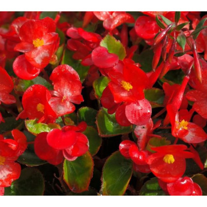 Voskovky - Begonia semperflorens červená - Heaven Red F1 - predaj semien - 10 ks