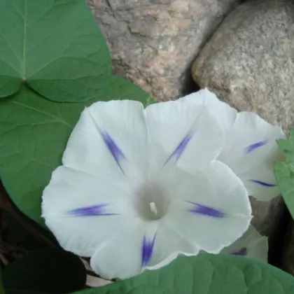 Povojník purpurový Milky Way - Ipomoea purpurea - predaj semien - 25 ks