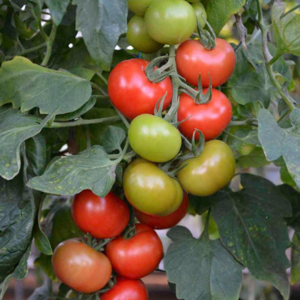 Paradajka Crimson Crush F1 - kolíková odroda - Solanum lycopersicum - Predaj semien rajčiaka - 7 ks