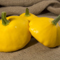 Patizon Golden Marbre - Cucurbita pepo - 5 ks