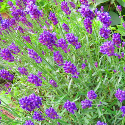 Levanduľa lekárska fialová - Ellegance purple - Lavandula angustifolia - semená levandule - 15 ks