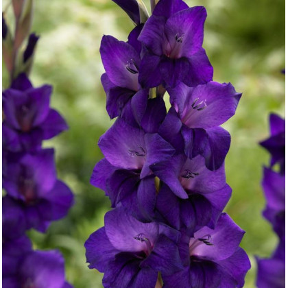 Gladiola Purple Flora - Gladiolus - cibuľa gladiol - 3 ks