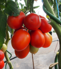 Paradajka Sonet F1 - kolíková paradajka - Solanum lycopersicum - predaj semien rajčiaka - 20 ks