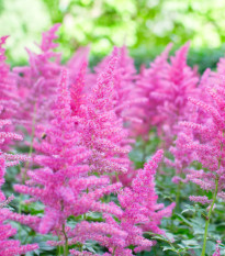 Astilba arendsii - ružová - Astilbe arendsii rose - predaj semien - 10 ks