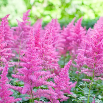 Astilba arendsii - ružová - Astilbe arendsii rose - predaj semien - 10 ks