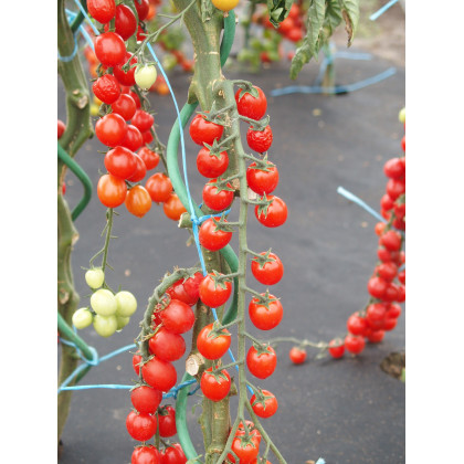 Paradajka Currant F1 - kolíková ríbezľová paradajka - Solanum lycopersicum -  Semená rajčiaka - 10 ks