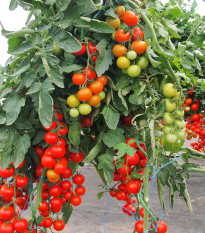 Paradajka Gallant F1 - kolíková paradajka - Solanum lycopersicum -  Semená rajčiaka - 10 ks