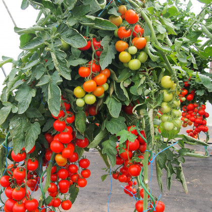 Paradajka Gallant F1 - kolíková paradajka - Solanum lycopersicum -  Semená rajčiaka - 10 ks