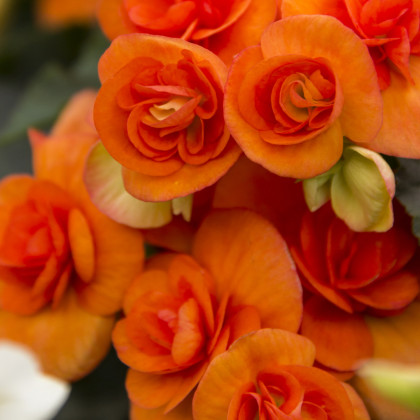 Drobnokvetá begónia oranžová - Begonia multiflora maxima - predaj cibuľovín - 2 ks