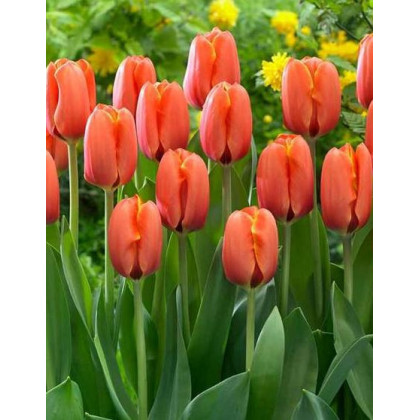 Tulipán Darwiorange - Cibule Tulipánov - Jesenné Cibuľoviny - 3 Ks