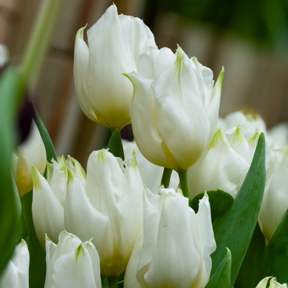 Tulipán Agrass White - Tulipa - predaj cibuľovín - 3 ks