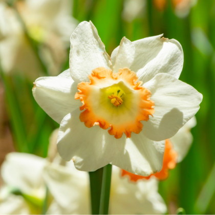 Narcis Pink Charm - Narcissus - predaj cibuľovín - 3 ks