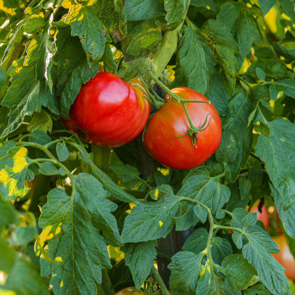 Bio paradajka kolíková Serrat F1 - Solanum lycopersicum - predaj bio semien  - 5 ks