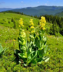 Horec Žltý - Predaj Semien Horca - Gentiana Lutea - 8 Ks