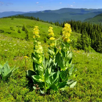 Horec Žltý - Predaj Semien Horca - Gentiana Lutea - 8 Ks