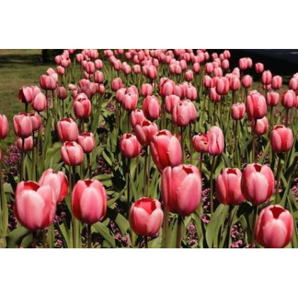 Tulipán - Queenstown - cibule tulipánov - predaj cibuľovín - 3 ks