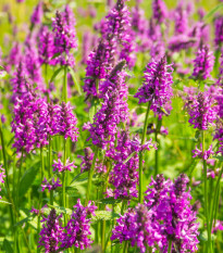 Betonika lekárska - Betonica Officinalis - Predaj semien - 20 ks