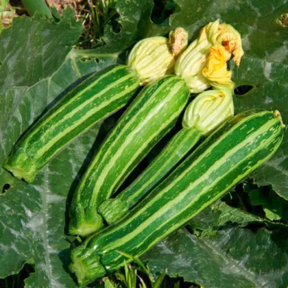 Bio Cuketa F1 Green Tiger - Cucurbita pepo - predaj bio semien - 5 ks