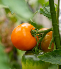 Paradajka Wellington F1 - Solanum Lycopersicum - Kolíková Paradajka - Semená rajčiaka - 7 Ks