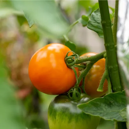 Paradajka Wellington F1 - Solanum Lycopersicum - Kolíková Paradajka - Semená rajčiaka - 7 Ks