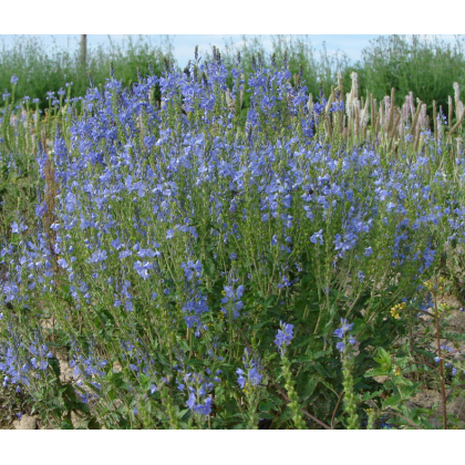 Modrá lúka zvončeková - Planta Naturalis - lúčna zmes - 50 g
