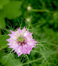 Černucha damašská ružová - Nigella damascena - predaj semien - 200 ks