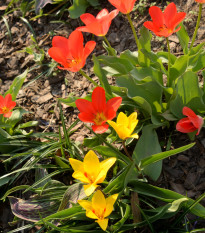 Nízke tulipány zmes farieb - Tulipa - predaj cibuľovín - 24 ks