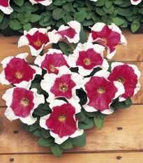 Petúnia mnohokvetá - Red Frost F1 - Petunia Multiflora - predaj semien - 20 ks