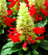 Šalvia Žiarivá Red And White - Salvia Splendens - predaj semien - 20 Ks
