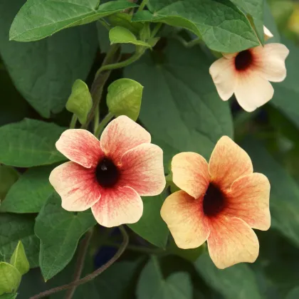 Tunbergia krídlatá African Sunset - Thunbergia Alata - predaj semien - 5 ks