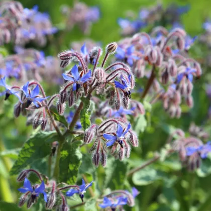 Bio Borák lekársky - Borago officinalis - predaj bio semien - 20 ks