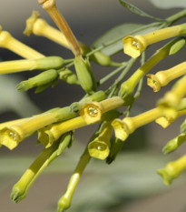 Tabak Glauca - Nicotiana Glauca - Semená Tabaku - 20 ks