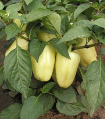 Paprika Amy - Capsicum annuum - predaj semien papriky - 50 ks