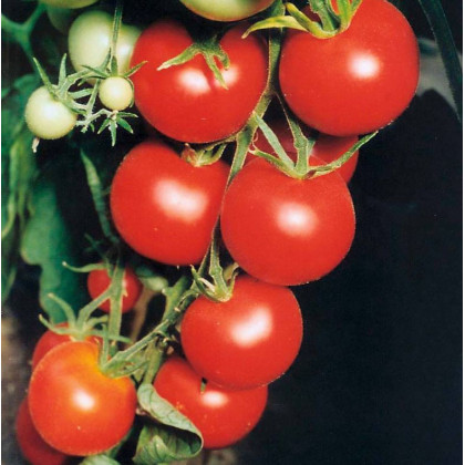 Paradajka Tamina - Solanum lycopersicum - predaj semien rajčiaka - 20 Ks