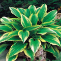 Hosta - Hosta Aureomarginata - predaj cibuľovín - 1 ks