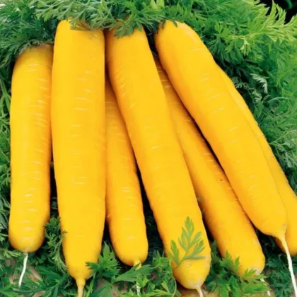 Mrkva žltá Jaune du doubs - Daucus carota - predaj semien - 1 g