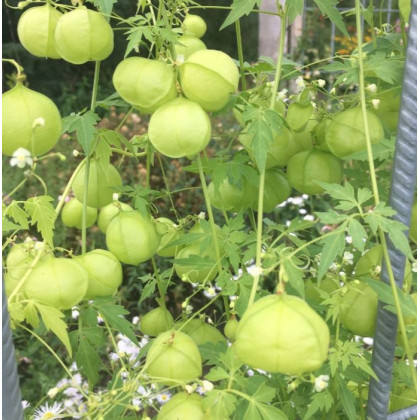 Balónovec nafúknutý Ballonwein - Cardiospermum halicacabum - predaj semien - 15 ks