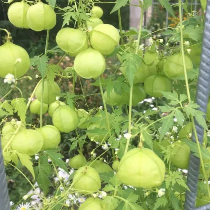 Balónovec nafúknutý Ballonwein - Cardiospermum halicacabum - predaj semien - 15 ks