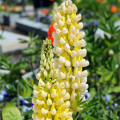 Lupina - Vlčí bôb Kronleuchter- Lupinus polyphyllus - semiačka - 40 ks