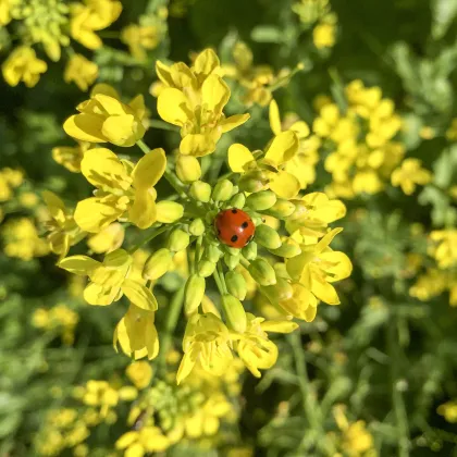 Horčica čierna - Brassica nigra - semiačka - 50 ks