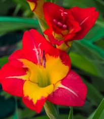 Gladiola veľkokvetá Michelle - Gladiolus - predaj cibuľovín - 3 ks