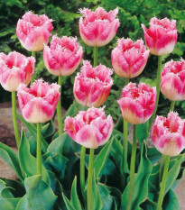 Tulipán Fancy Frills - Tulipa - predaj cibuľovín - 3 ks