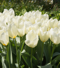 Tulipán White Purissima - Tulipa - predaj cibuľovín - 3 ks